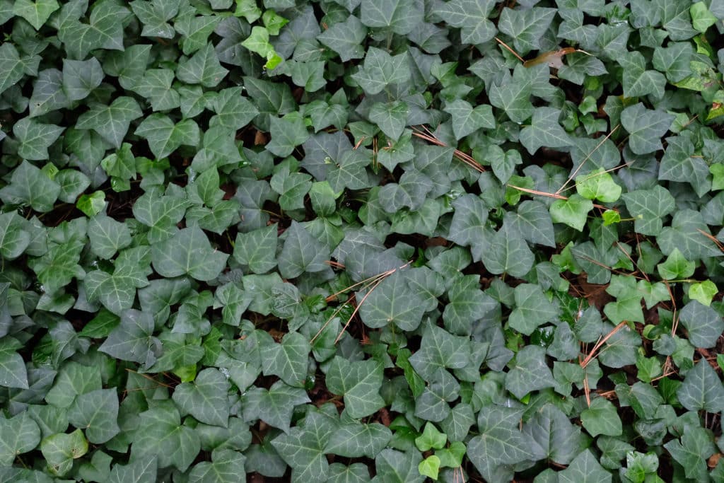 Invasive english ivy