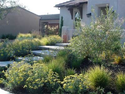 front yard with drought tolerant plants instead of lawn