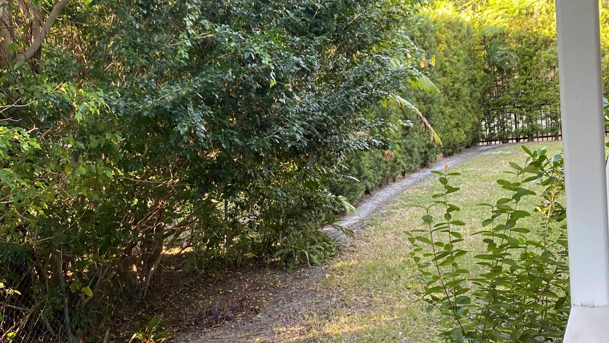 Before photo of side yard with patchy lawn