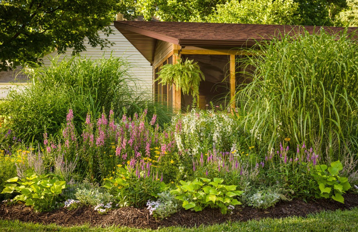 tall potted plants for privacy