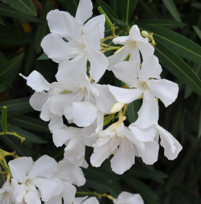 Nerium oleander (White oleander)