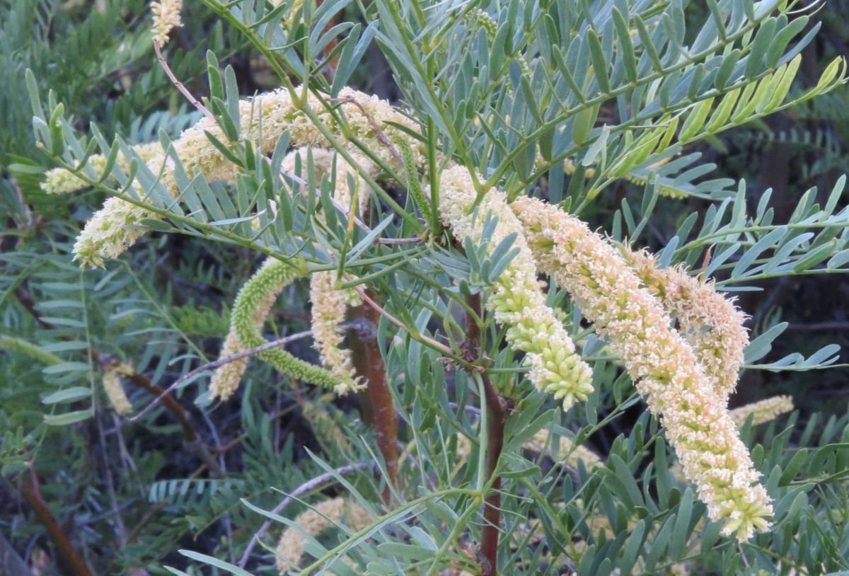 Prosopis Alpataco plant.