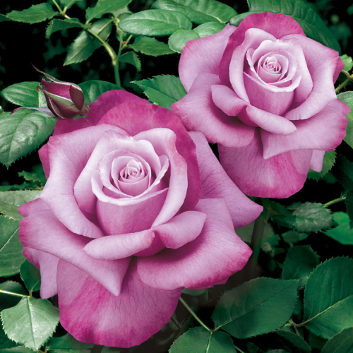 BARBARA STREISAND - Looking for maximum rose scent? This is your pal. The flowers are big, and fade from a lavender center to magenta edges. [Image via Jackson & Perkins]