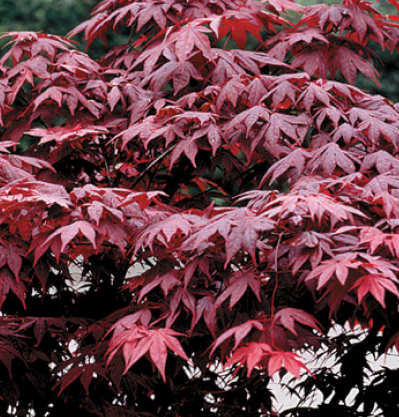 Bloodgood Japanese Maple tree