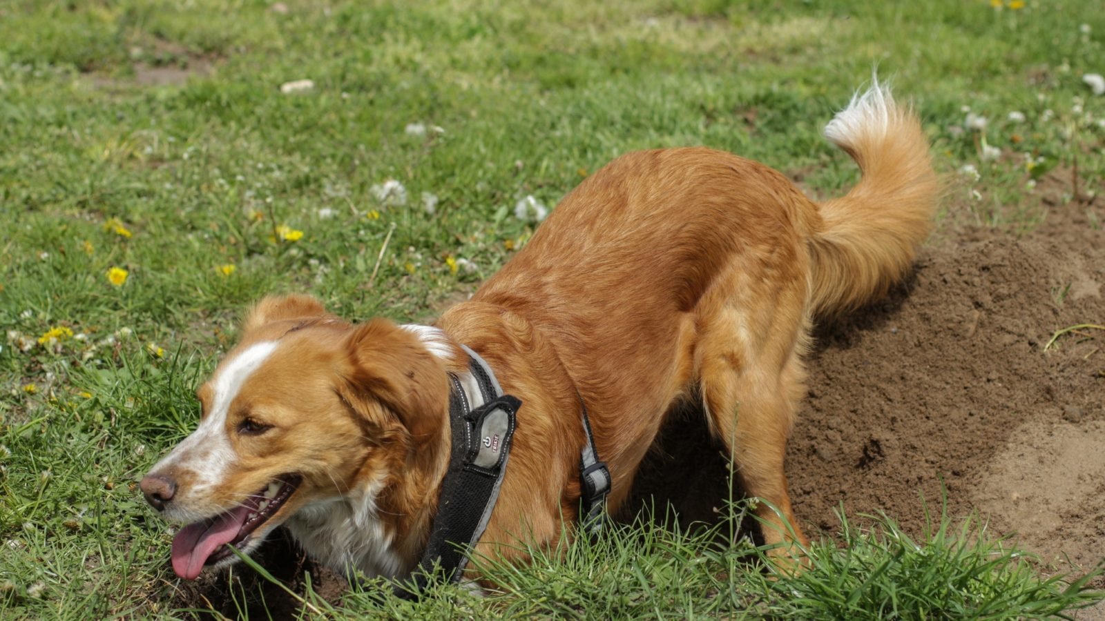 A dog digging out sand on a lawn
