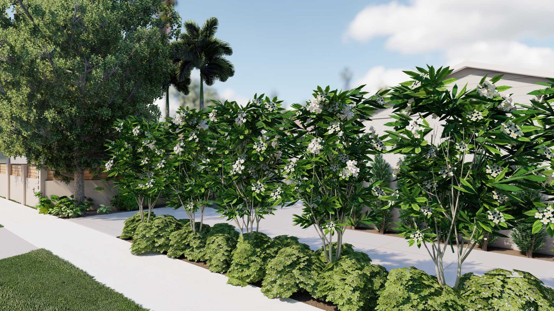 Front yard with tropical white flowerings trees and low groundcover