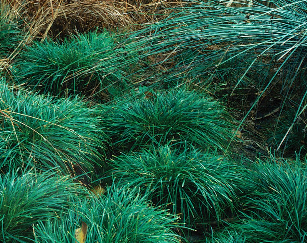 ornamental grass berkeley sedge