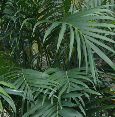 Chamaedorea cataractarum (Cat palm)