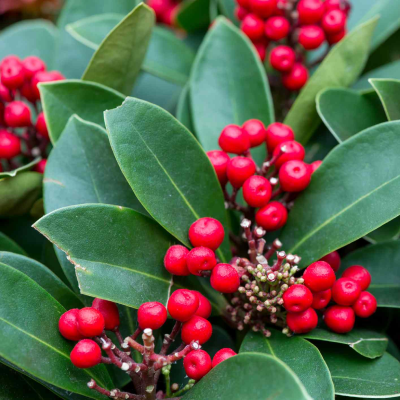 Dahoon Holly - 