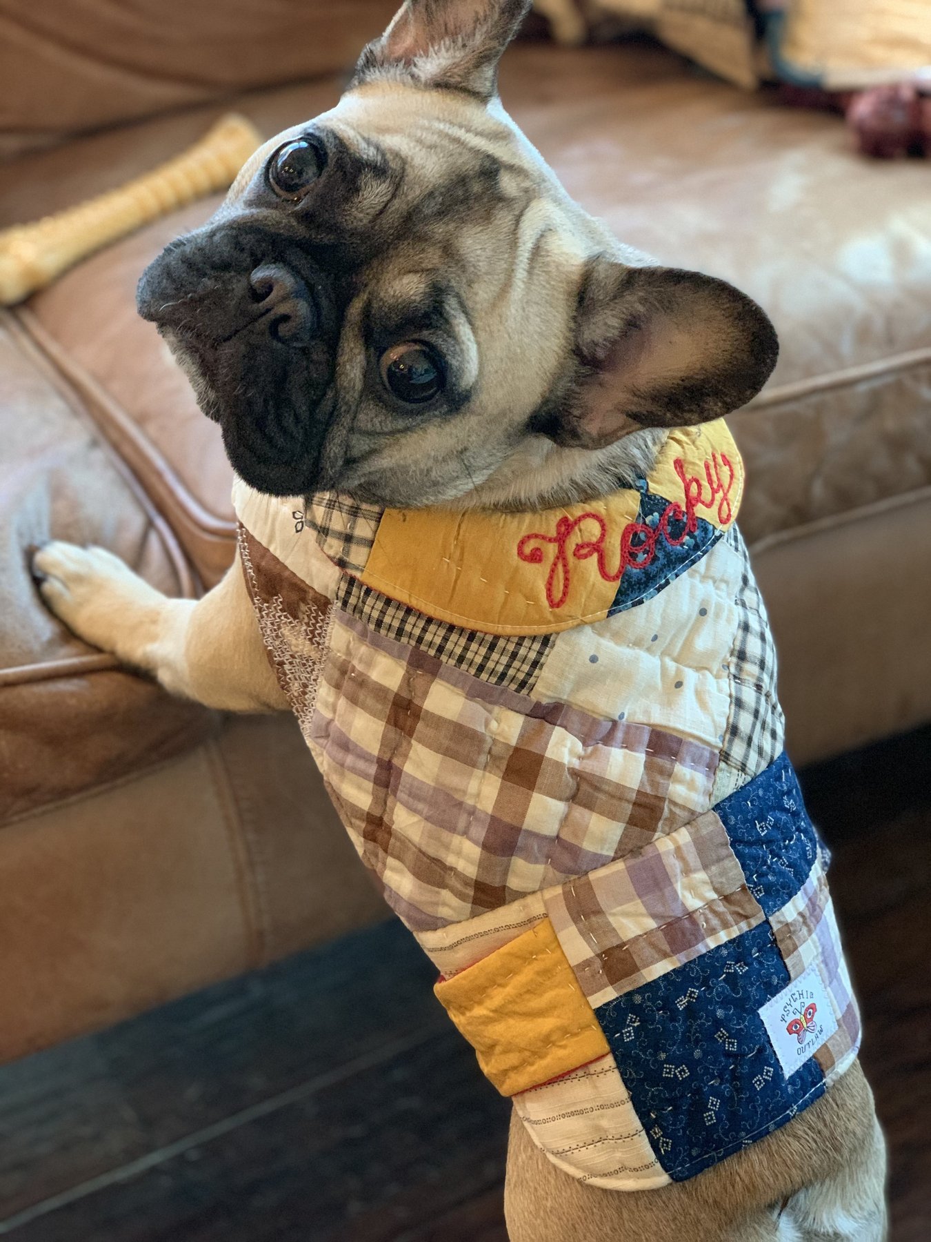French bulldog wearing a multicolored vest.