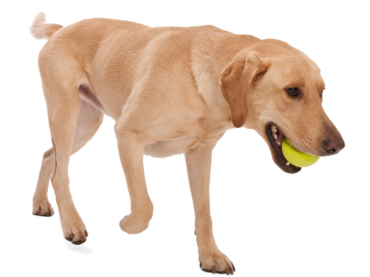 Walking dog with tennis ball in its mouth.
