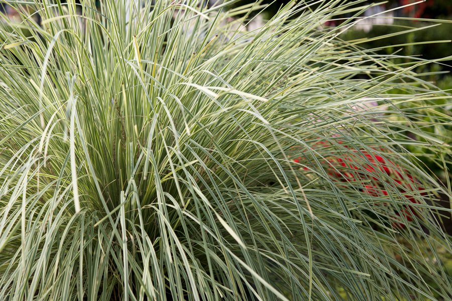 ornamental grass lomandra breeze