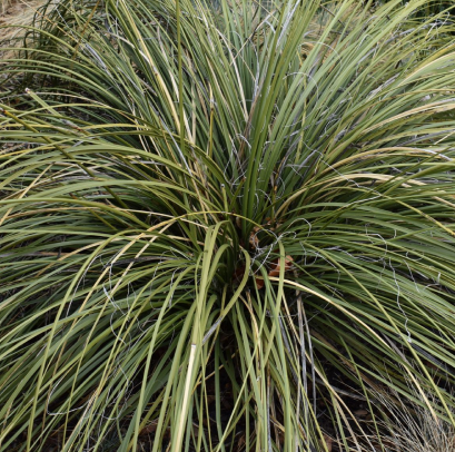 beargrass plant