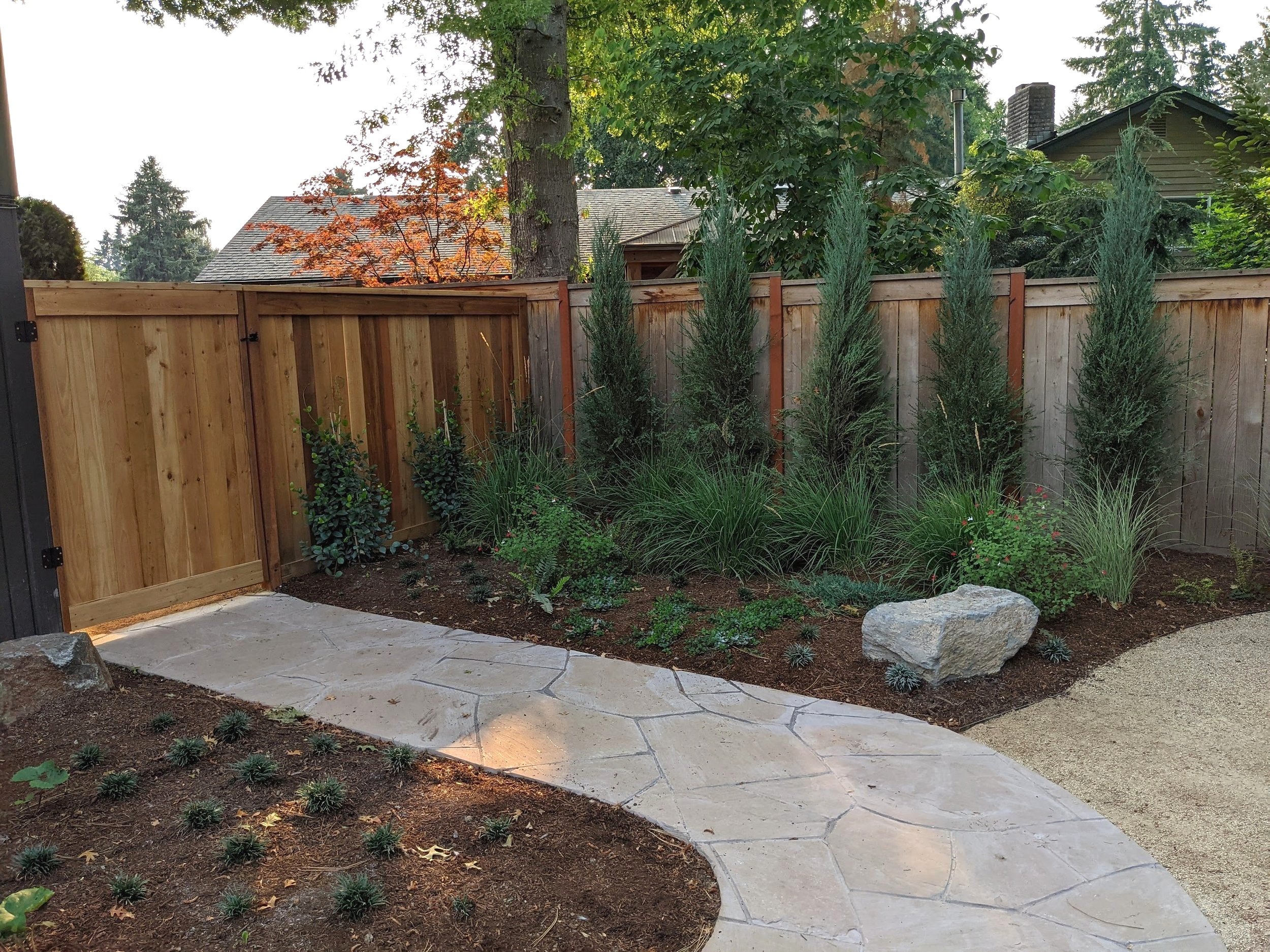Fenced backyard, mulch garden with small trees and concrete path way
