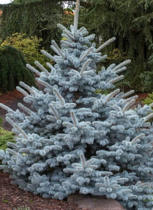 COLORADO SPRUCES - Also known as blue spruce, Picea pungens is another fabulous conifer with striking silvery-blue needles. It’s easy to grow, and looks great alone or planted en masse. If grouping or planting in rows, allow space - this species gets pretty big.Image via Wyoming Plant Co.