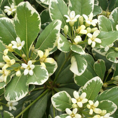 Wheeler’s Dwarf Japanese Mock Orange - 