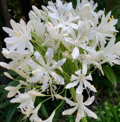 Agapanthus Alba (African Lily)