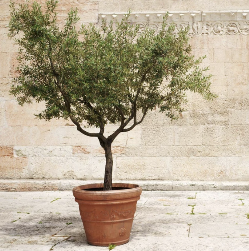 A young Frantoio olive tree via fastgrowingtrees.com