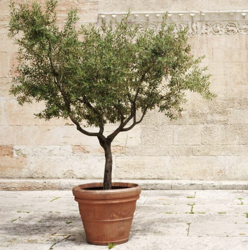 Mission Fruiting Olive Trees