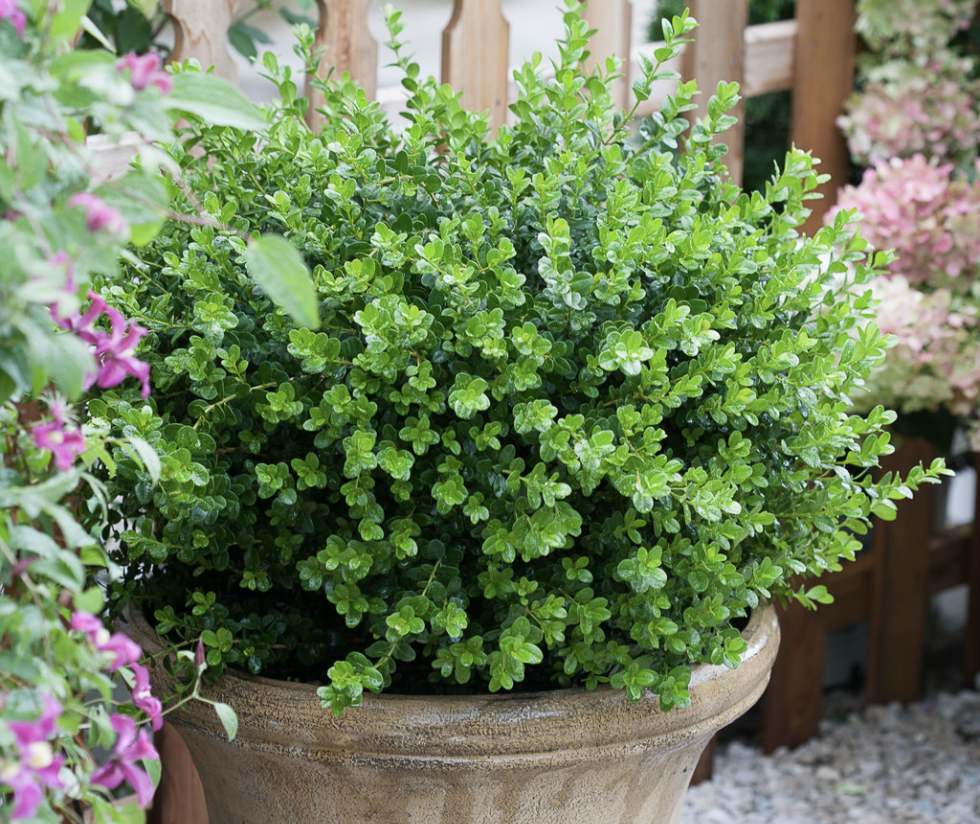 Evergreen Boxwoods add year-round color and lushness to the yard.