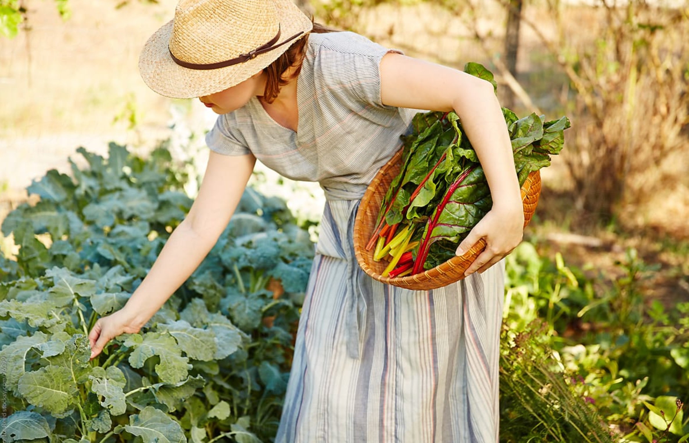 Woman picking vegetables from an edible garden