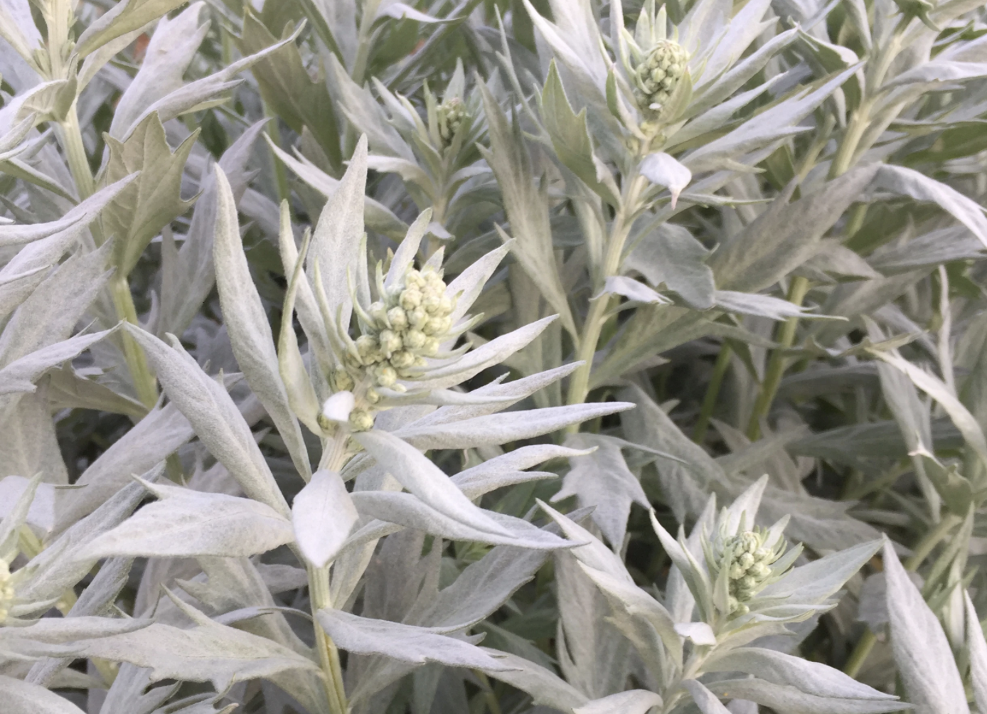 Artemisia ludoviciana (valerie finnis)