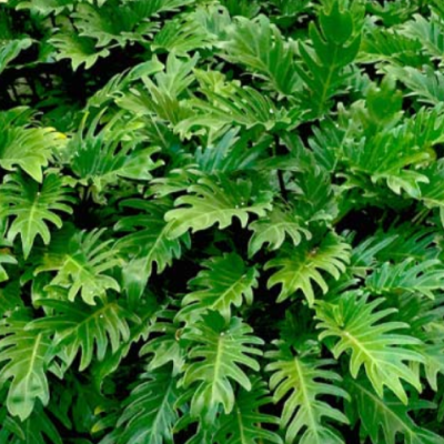 Philodendron Xanadu (Xanadu plant)