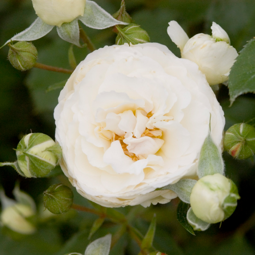 Close up on a snowdrift rose