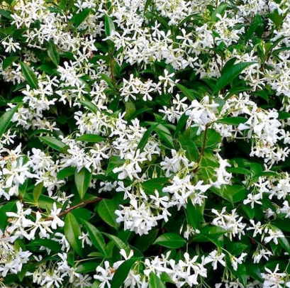 blooming star jasmine plant