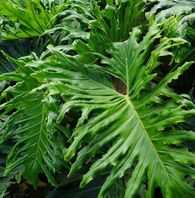 Cut-leaf philodendron
