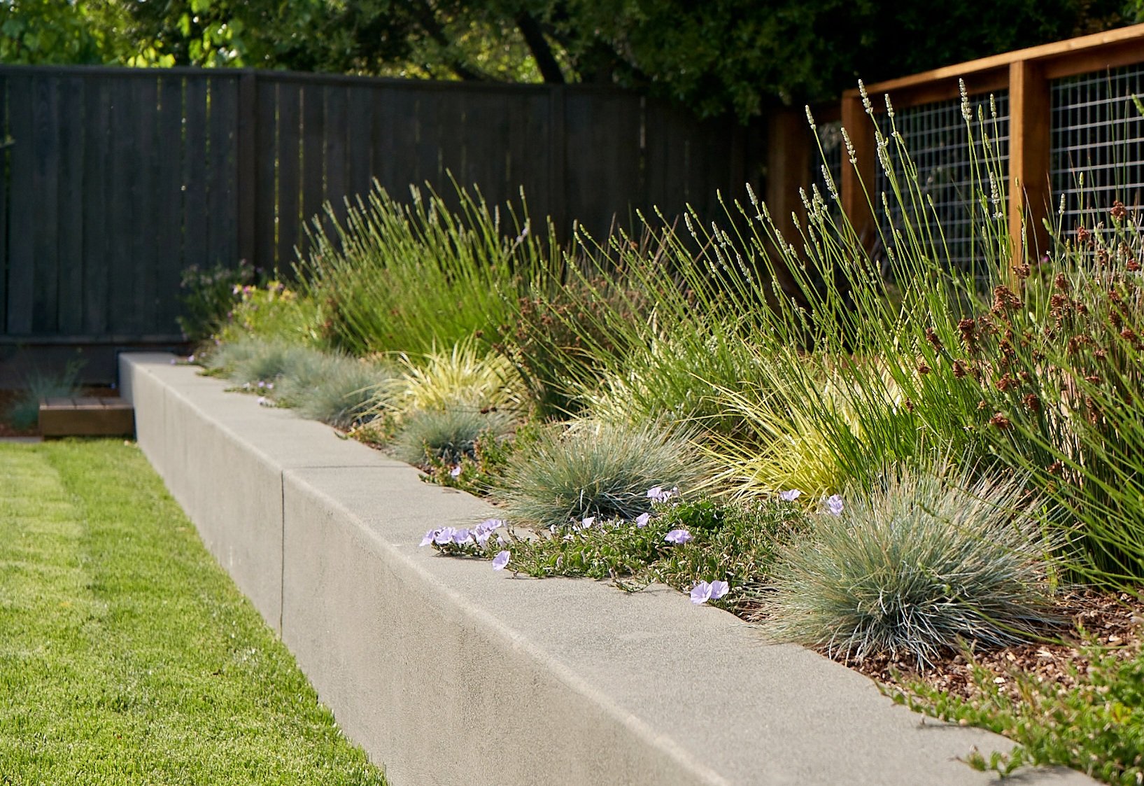 Fenced yard, lawn, short concrete retaining wall with different plants.