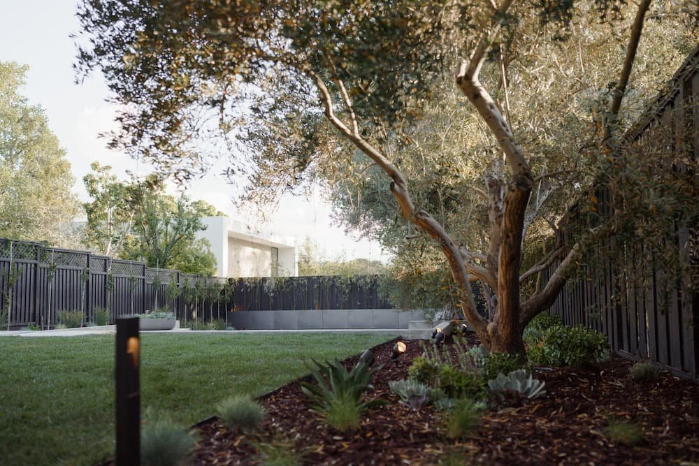 Modern backyard with uplight beneath a specimen tree.