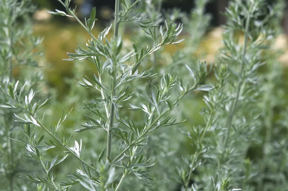 Low water Artemisia plant