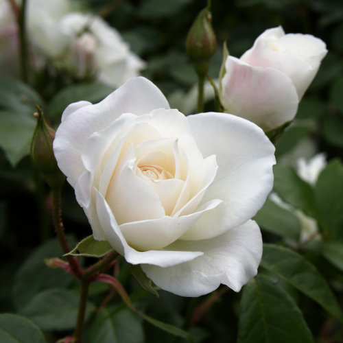 ICEBERG - The most popular white rose. ‘Iceberg’ has superb disease resistance and virtually no thorns, and quickly grows to produce lush foliage and flowers with minimal fuss. [Image via Hunker]