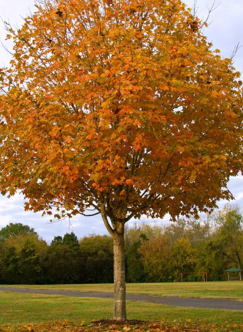 A maple tree standing a in lush green field