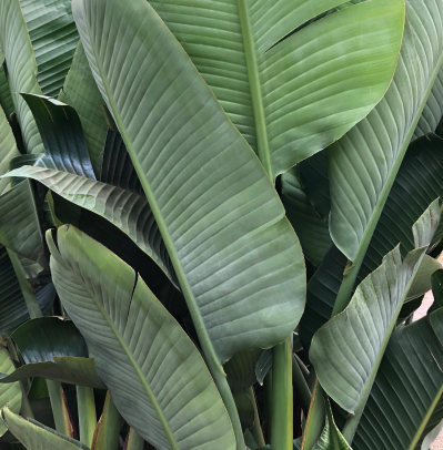 GIANT BIRD OF PARADISE - Image via Palmland Sydney