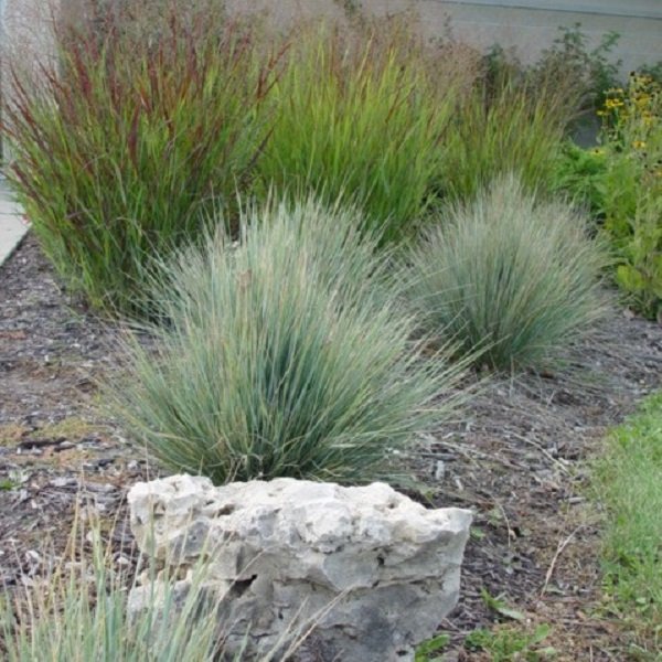 ornamental grass blue oat grass helictrotrichon sempervirens