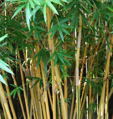 GOLDEN GODDESS BAMBOO - Image via Mad Man Bamboo Nursery