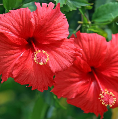 Red tropical hibiscus