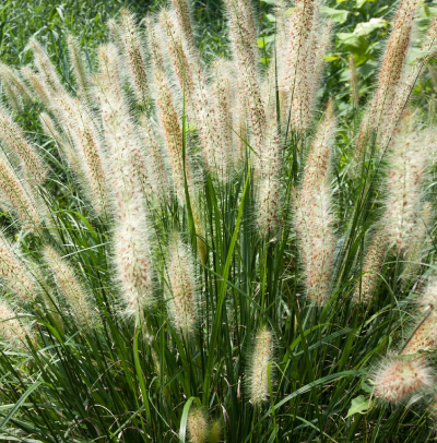 Pennisetum alopecuroides (fountain grass)