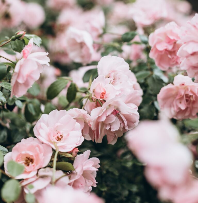 How To Care For Roses Yardzen