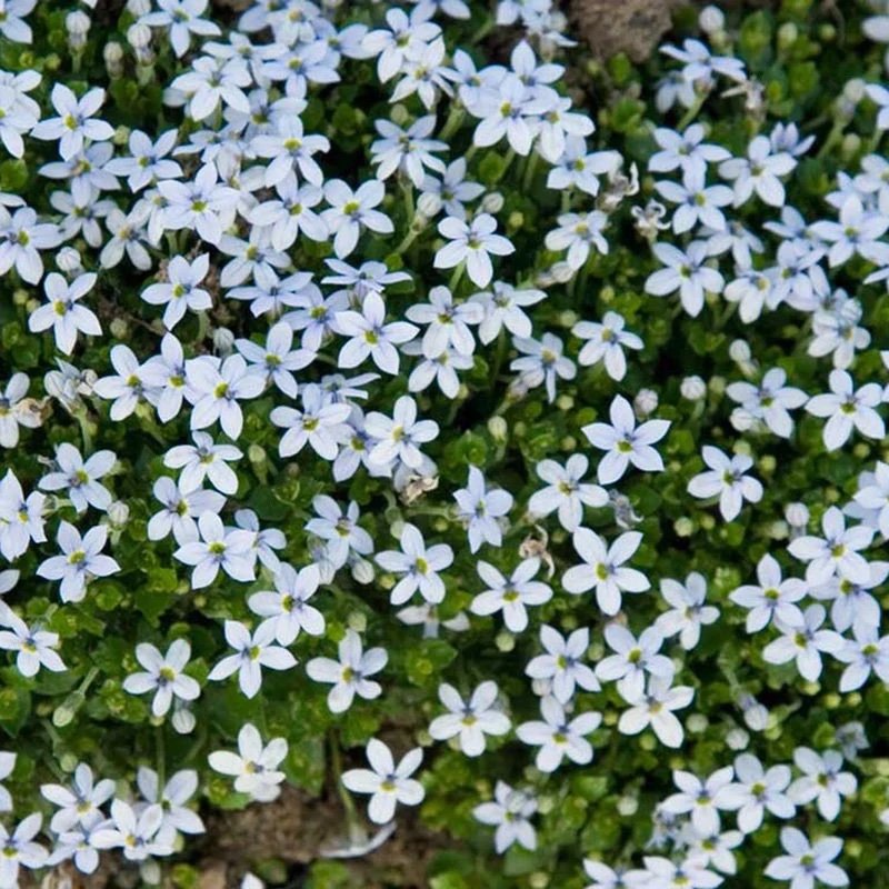 Blue star creeper flower plant.