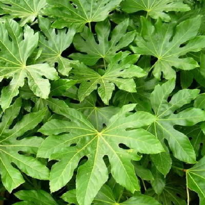 Japanese Aralia - 