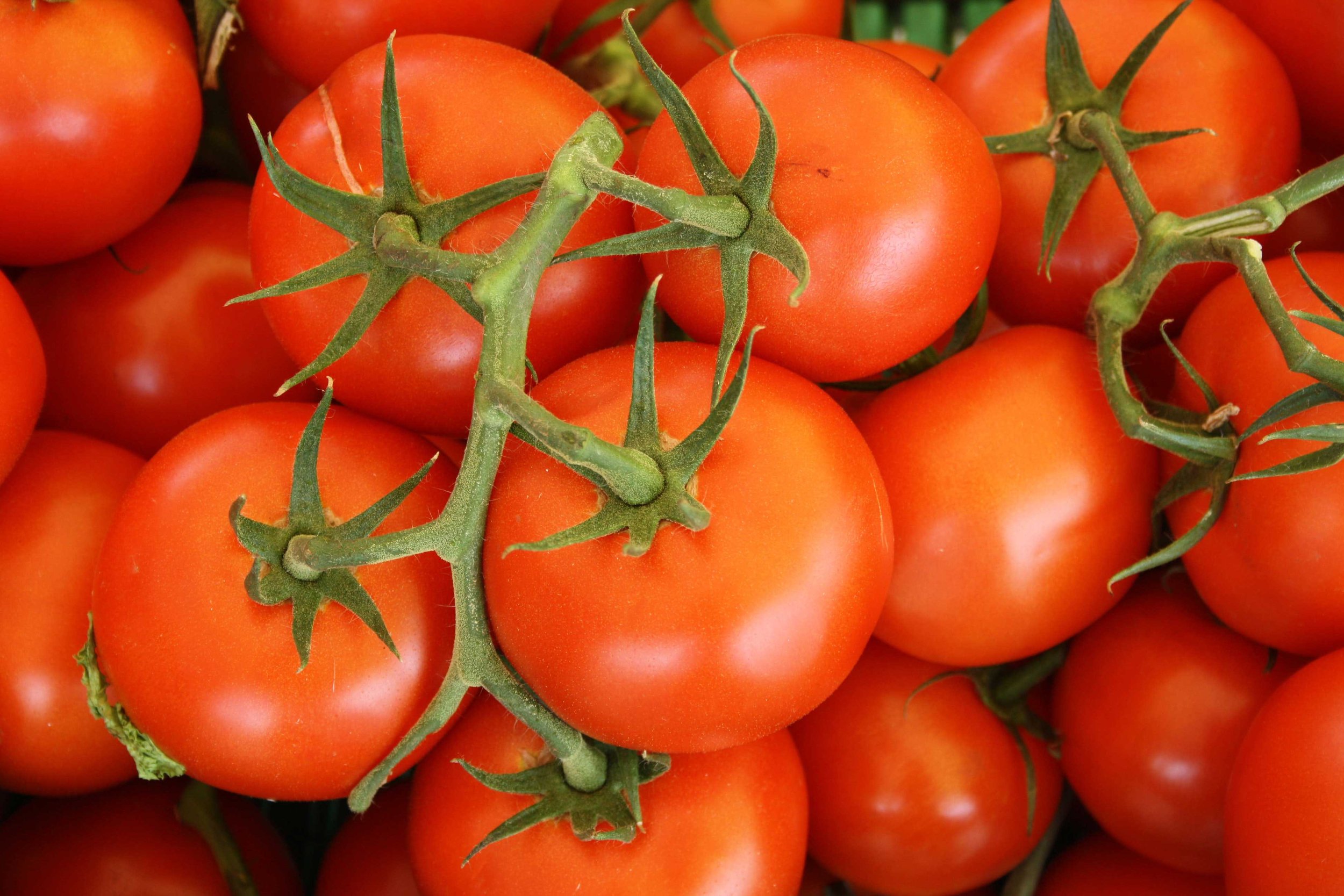 Close up on ripe tomatoes