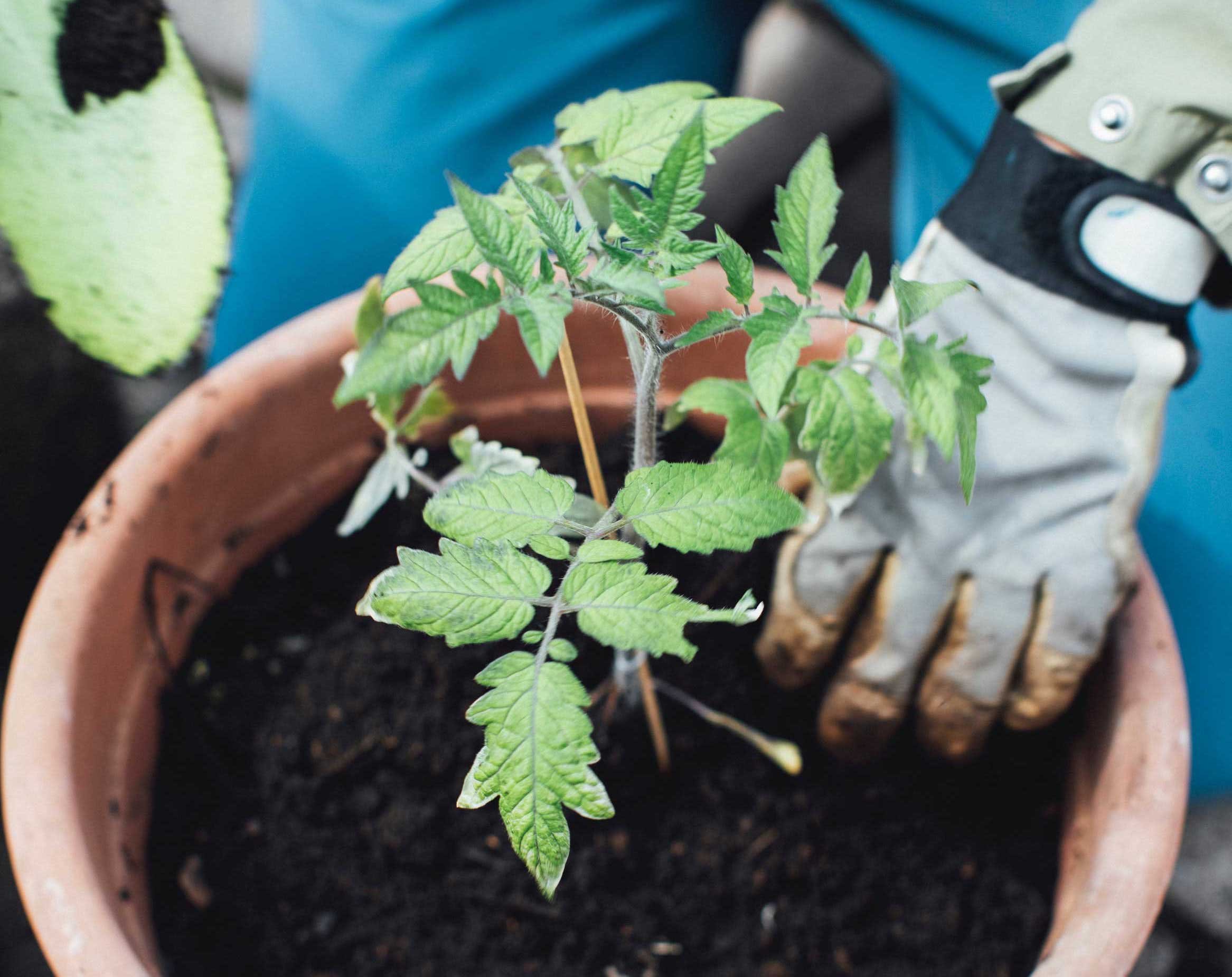 Young tomato plant being transplanted into a terra cotta pot