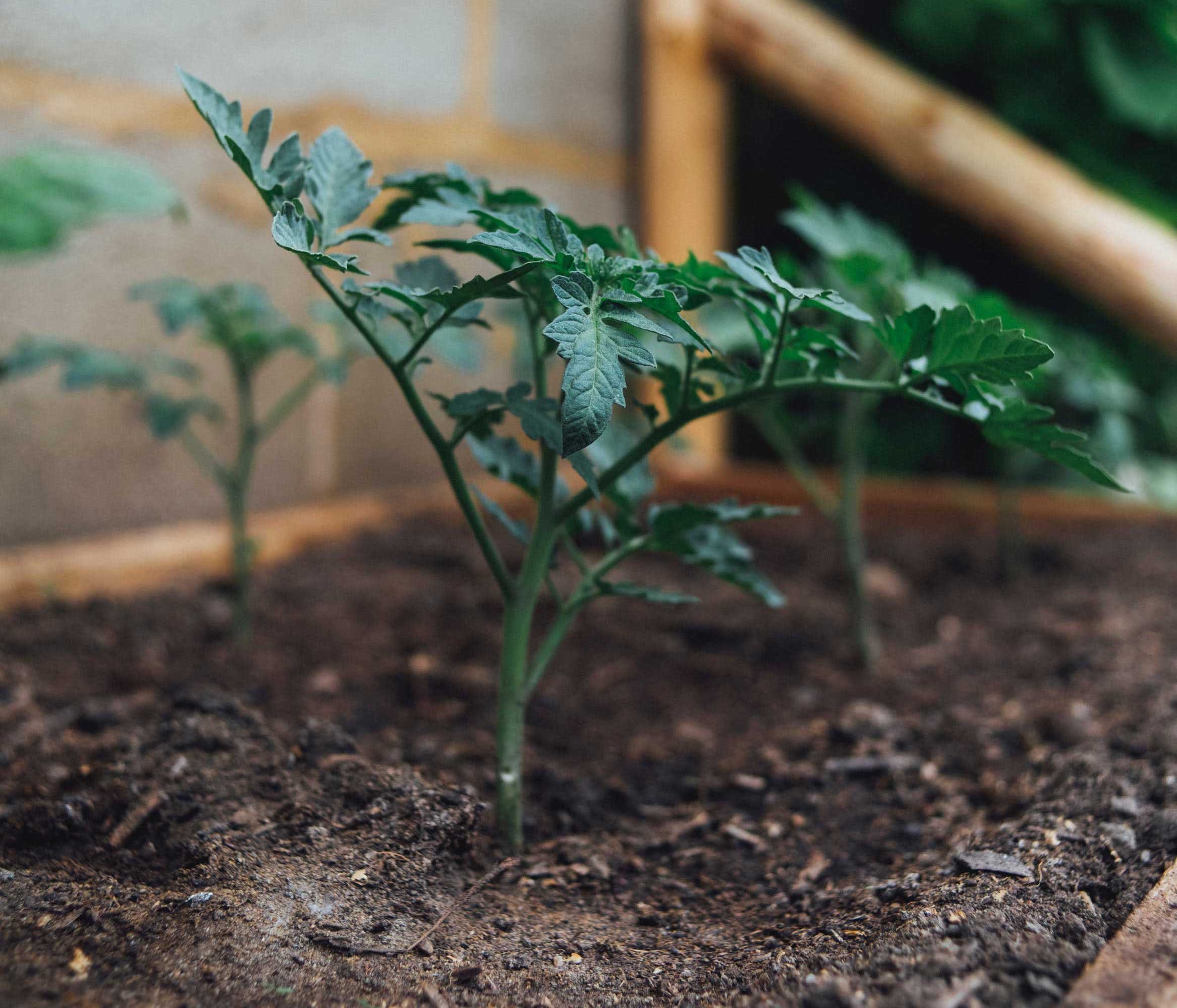 A freshly planted tomato plant