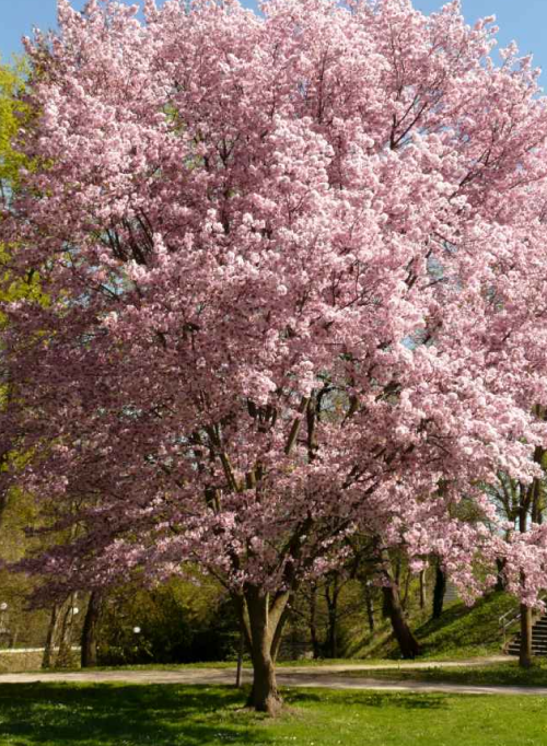 PRUNUS (CHERRIES & PLUMS) - With creamy pink blooms and graceful structure, Prunus serrulata ‘Kwanzan’ is a riveting specimen tree. Its cousin, Prunus virginiana ‘Sucker Punch’, is another popular choice, prized for its deep purple foliage. US natives of the Prunus genus rival oaks for habitat value.Image via Nature & Garden