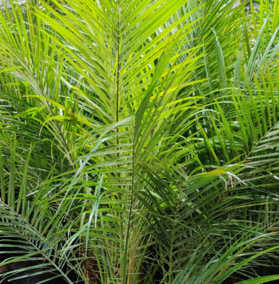 Pygmy date palm