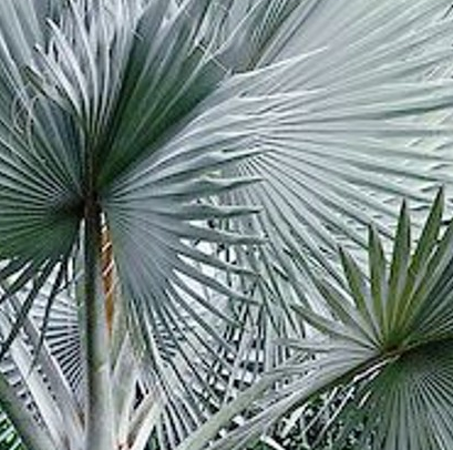 Mexican blue palm tree