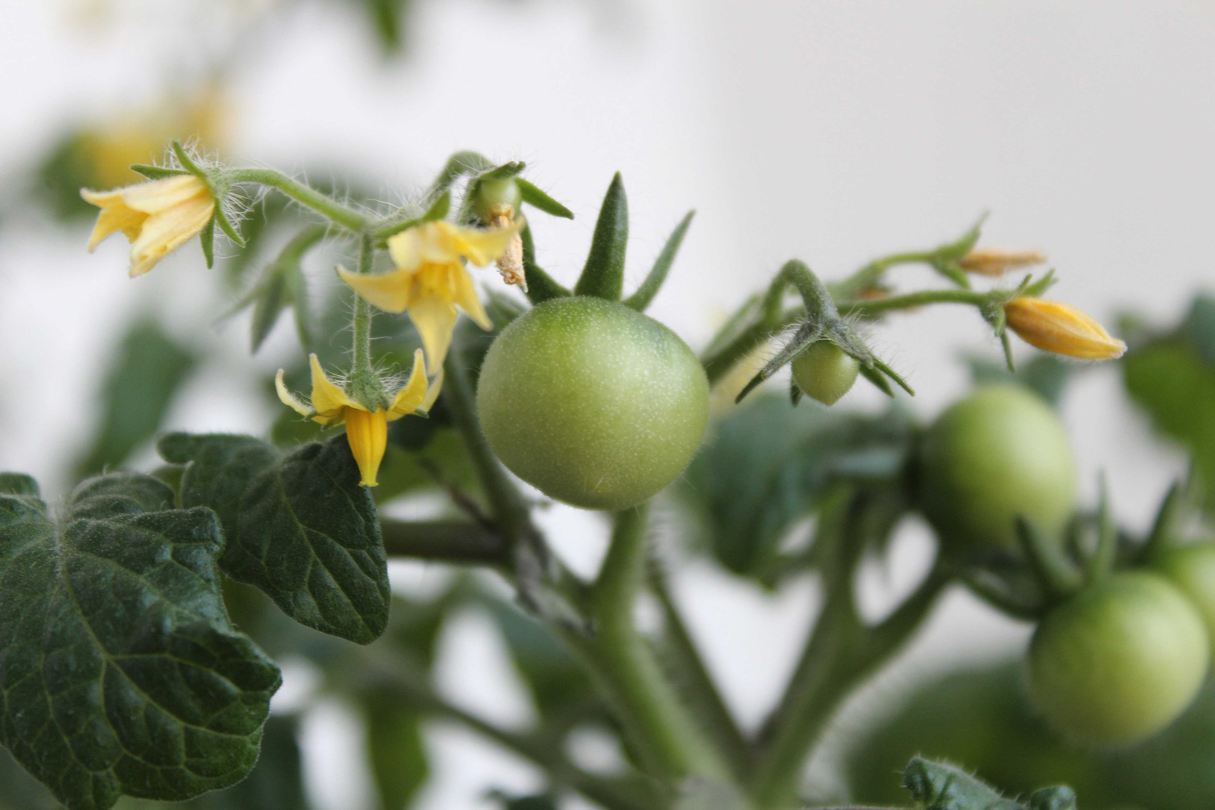 A tomato plant with young green tomatoes and flowers